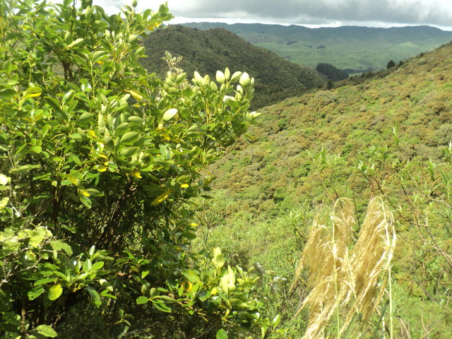 Name:  picture 01 2242.jpg
Views: 643
Size:  163.9 KB