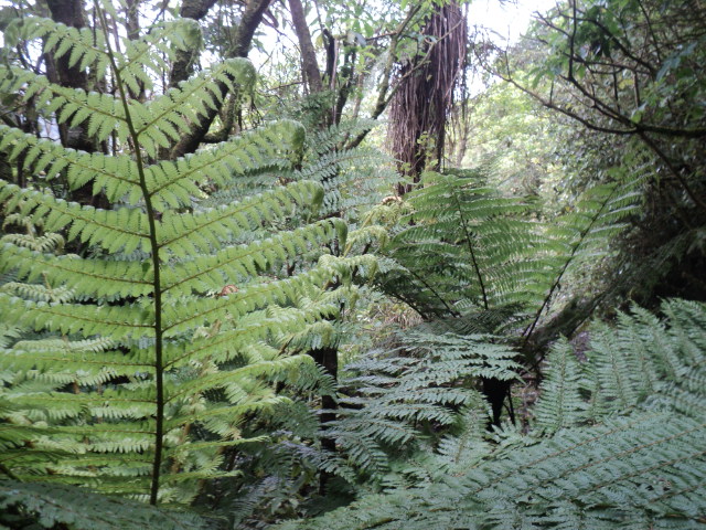 Name:  picture 01 2247.jpg
Views: 689
Size:  164.7 KB