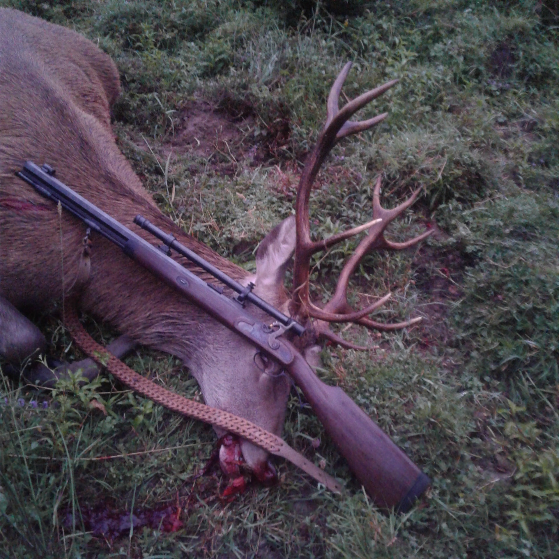 Name:  muzzleloader stag 2 .jpg
Views: 695
Size:  808.9 KB