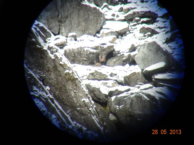 Name:  tahr03.jpg
Views: 223
Size:  55.1 KB