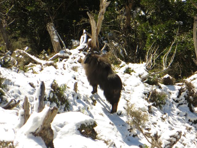 Name:  tahr07.jpg
Views: 237
Size:  87.6 KB