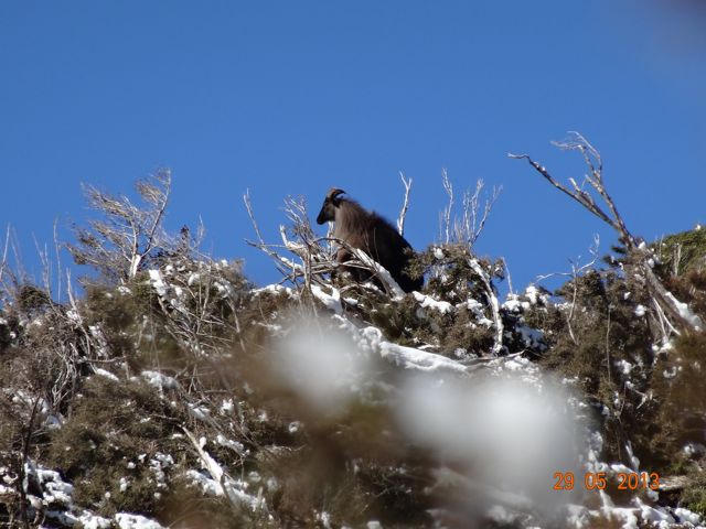 Name:  tahr05.jpg
Views: 229
Size:  58.5 KB