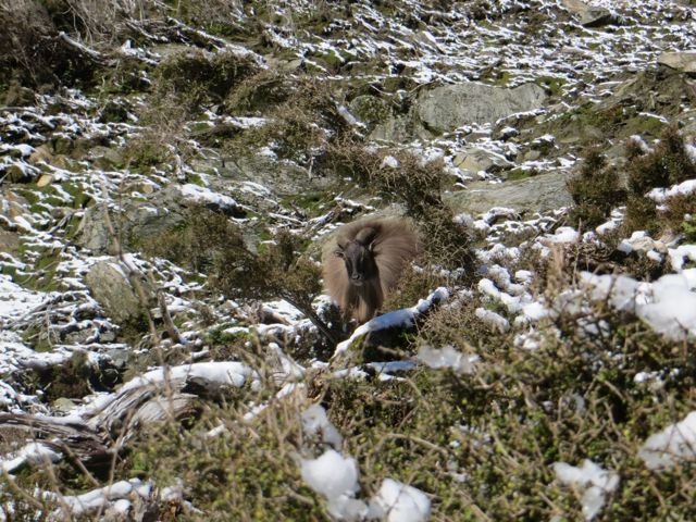 Name:  tahr08.jpg
Views: 274
Size:  108.0 KB