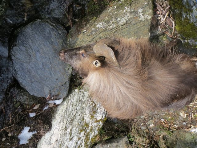 Name:  tahr11.jpg
Views: 201
Size:  83.2 KB