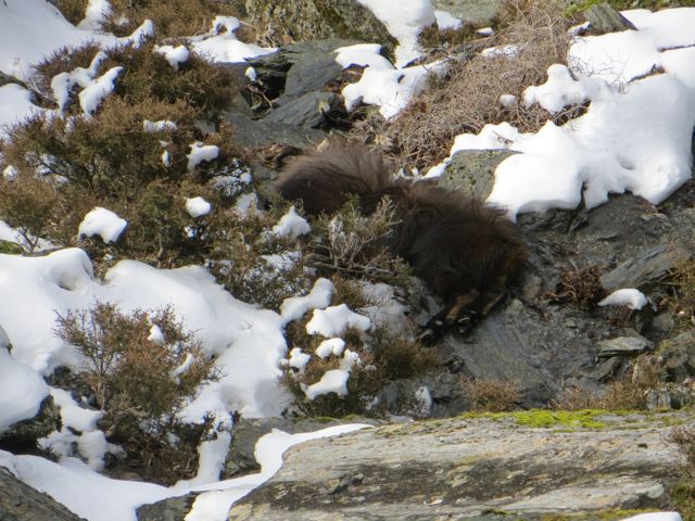 Name:  tahr12.jpg
Views: 199
Size:  82.7 KB