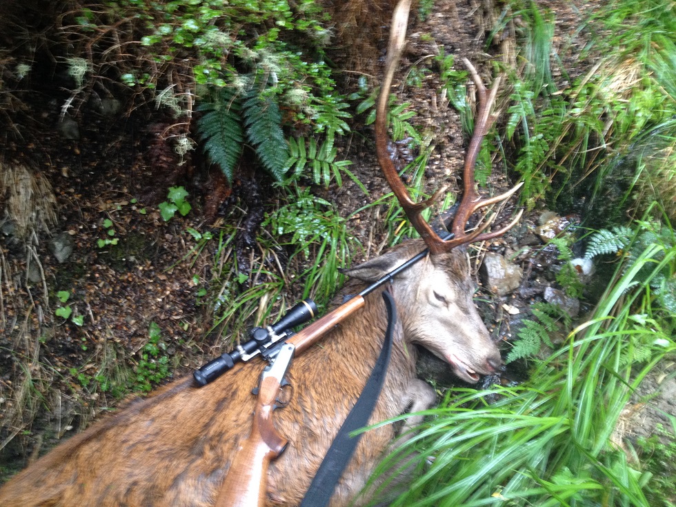 Name:  9pt Red stag and K95.jpg
Views: 403
Size:  418.0 KB