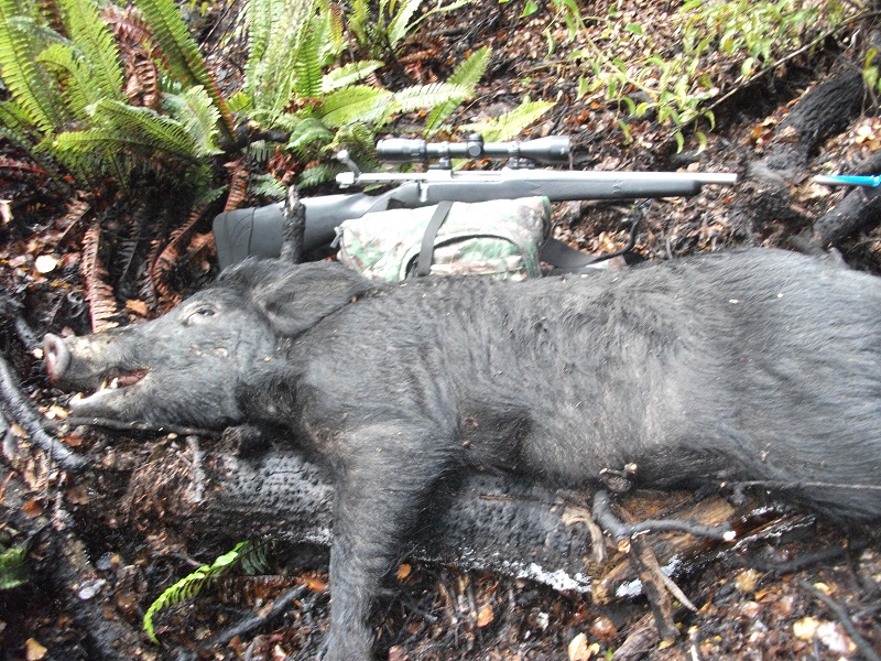 Name:  Bushstalking boar 002.JPG
Views: 330
Size:  375.3 KB