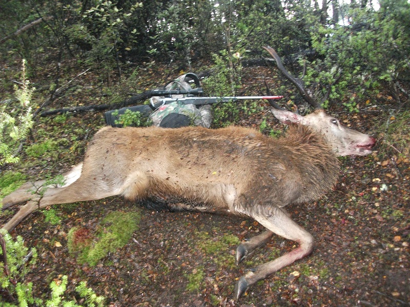 Name:  stag juction 005.JPG
Views: 346
Size:  381.7 KB