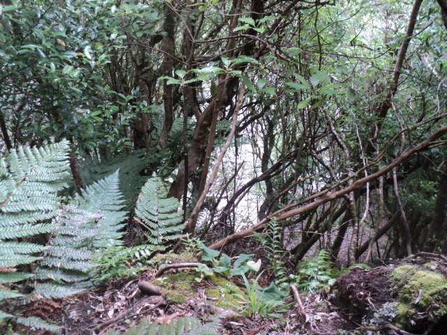 Name:  picture 01 3118.jpg
Views: 203
Size:  164.8 KB