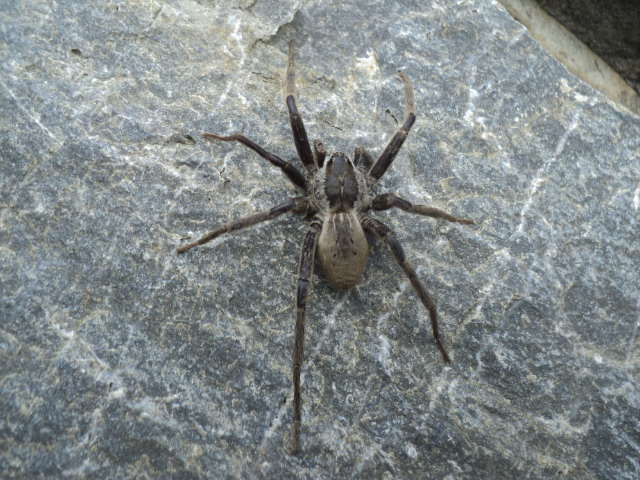 Name:  picture 01 3142.jpg
Views: 192
Size:  164.4 KB