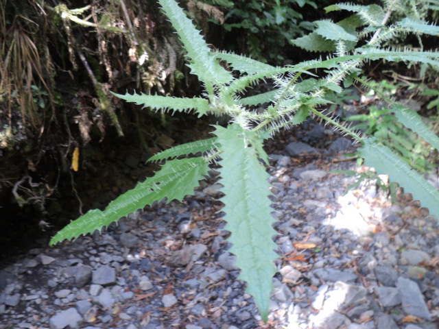 Name:  picture 01 3153.jpg
Views: 173
Size:  162.4 KB