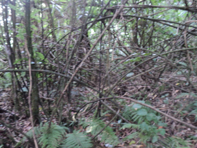Name:  picture 01 3155.jpg
Views: 191
Size:  164.7 KB