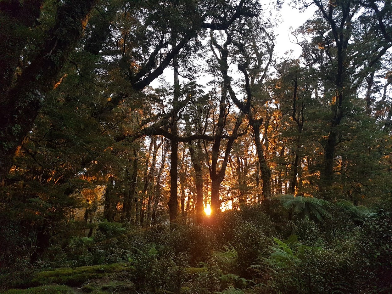 Name:  MIL Sunlight.jpg
Views: 557
Size:  467.7 KB