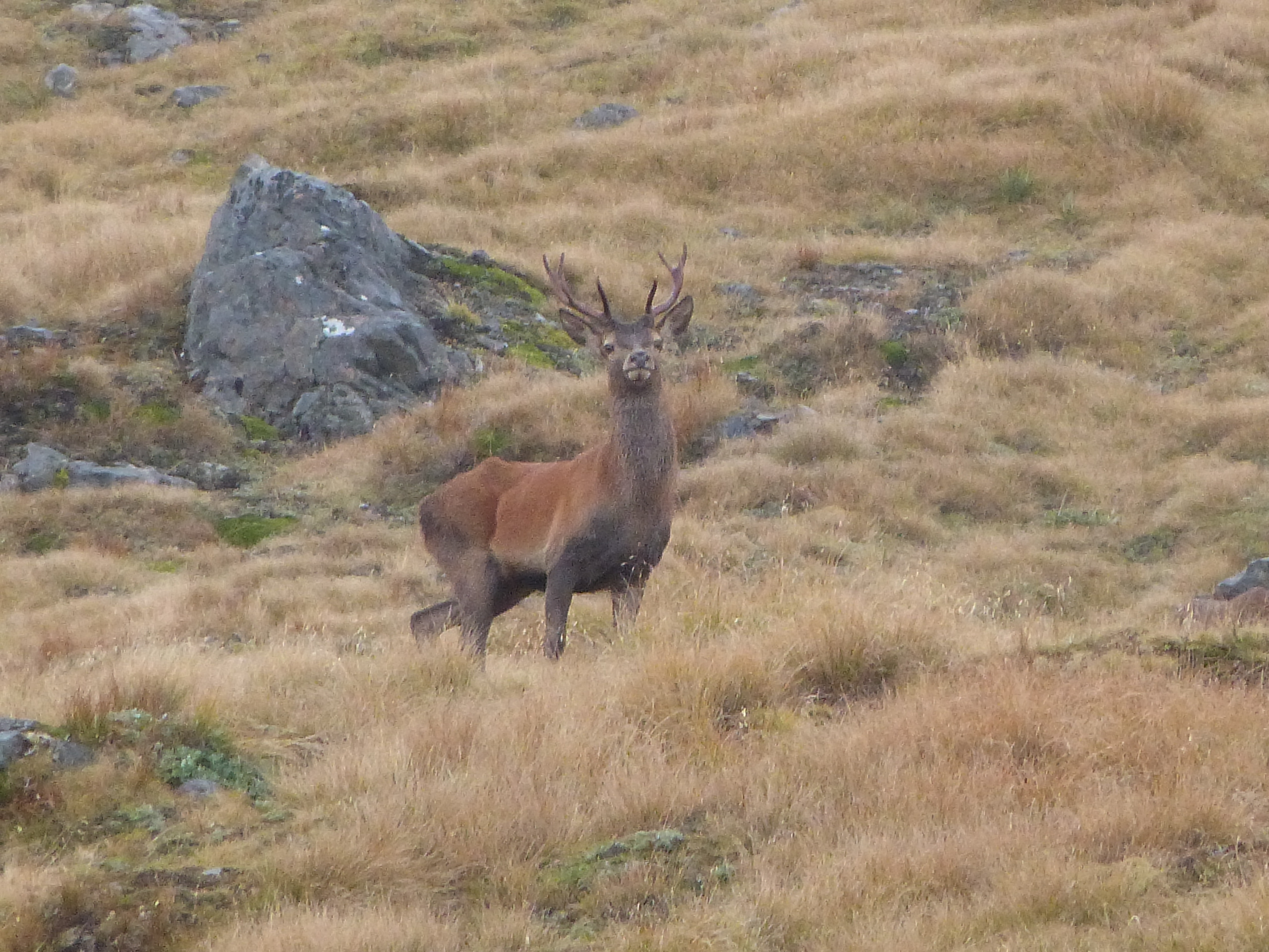 Name:  Stag 1.JPG
Views: 537
Size:  2.96 MB