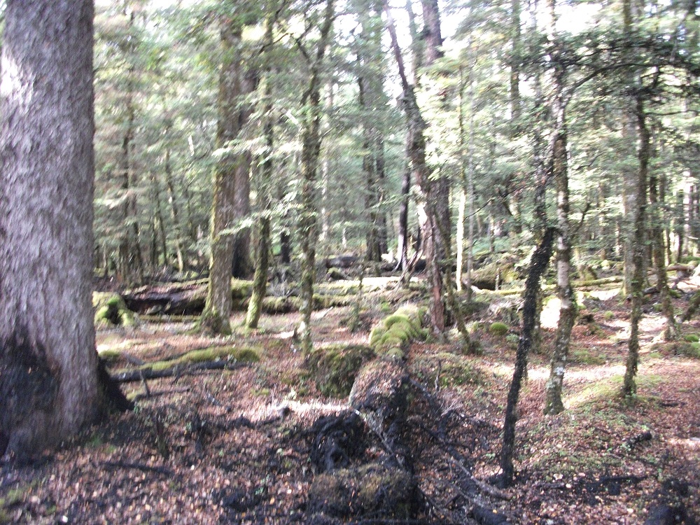 Name:  DSCF1018.JPG
Views: 768
Size:  522.2 KB