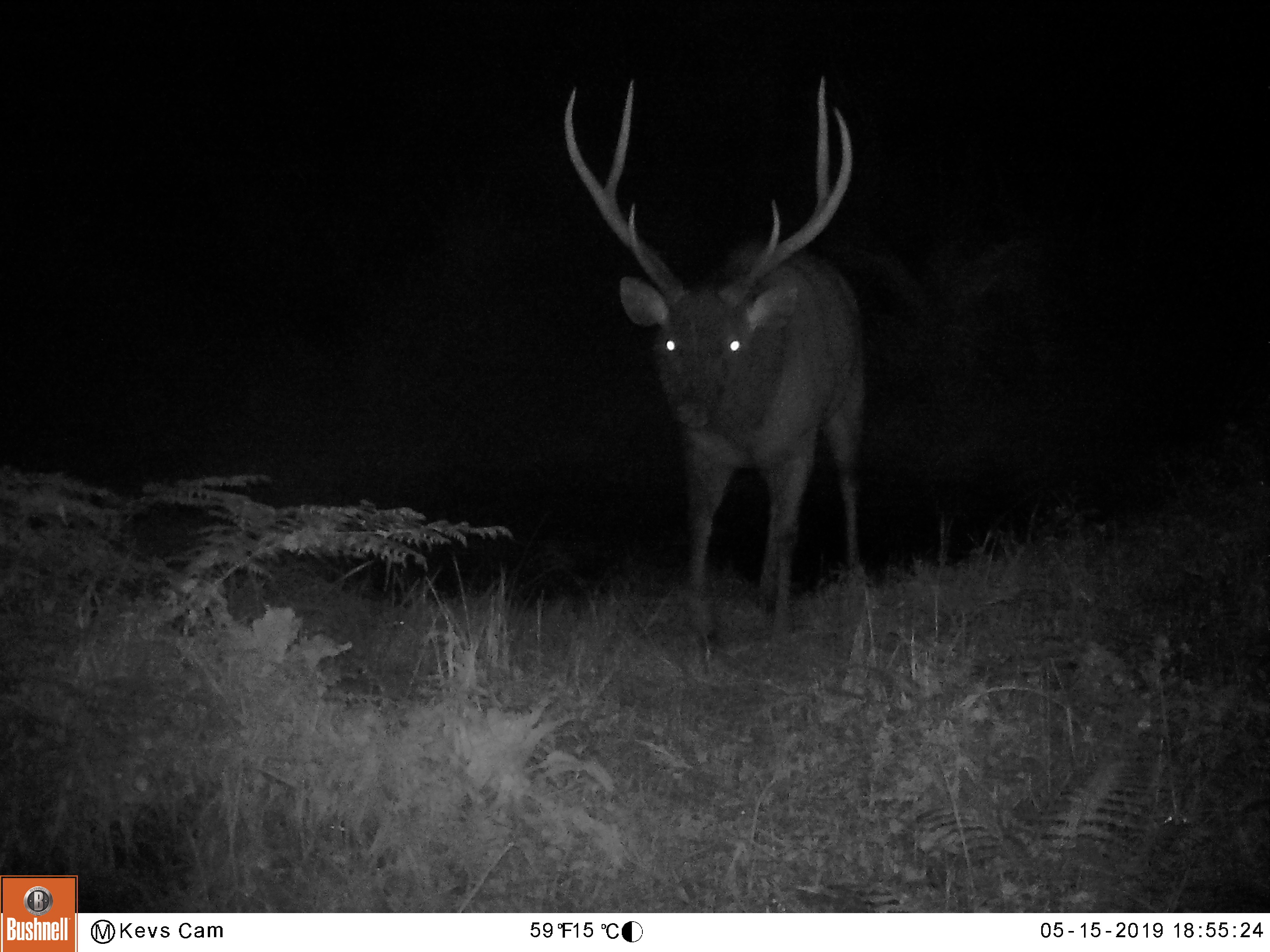 Name:  wallow stag.JPG
Views: 497
Size:  1.67 MB