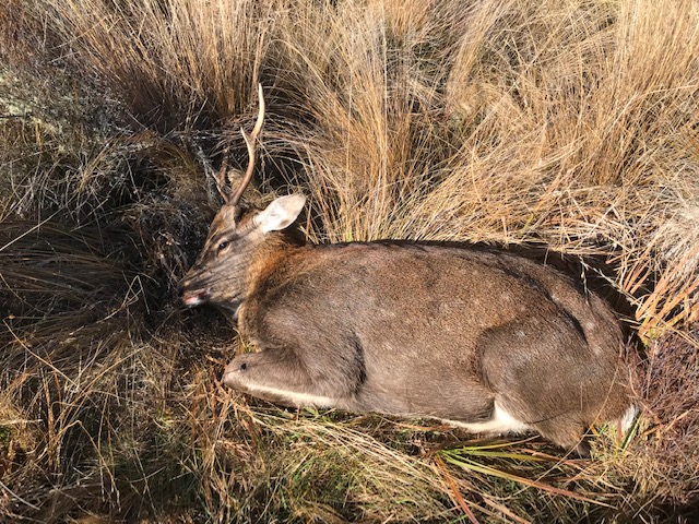 Name:  8 pointer.jpg
Views: 501
Size:  195.4 KB