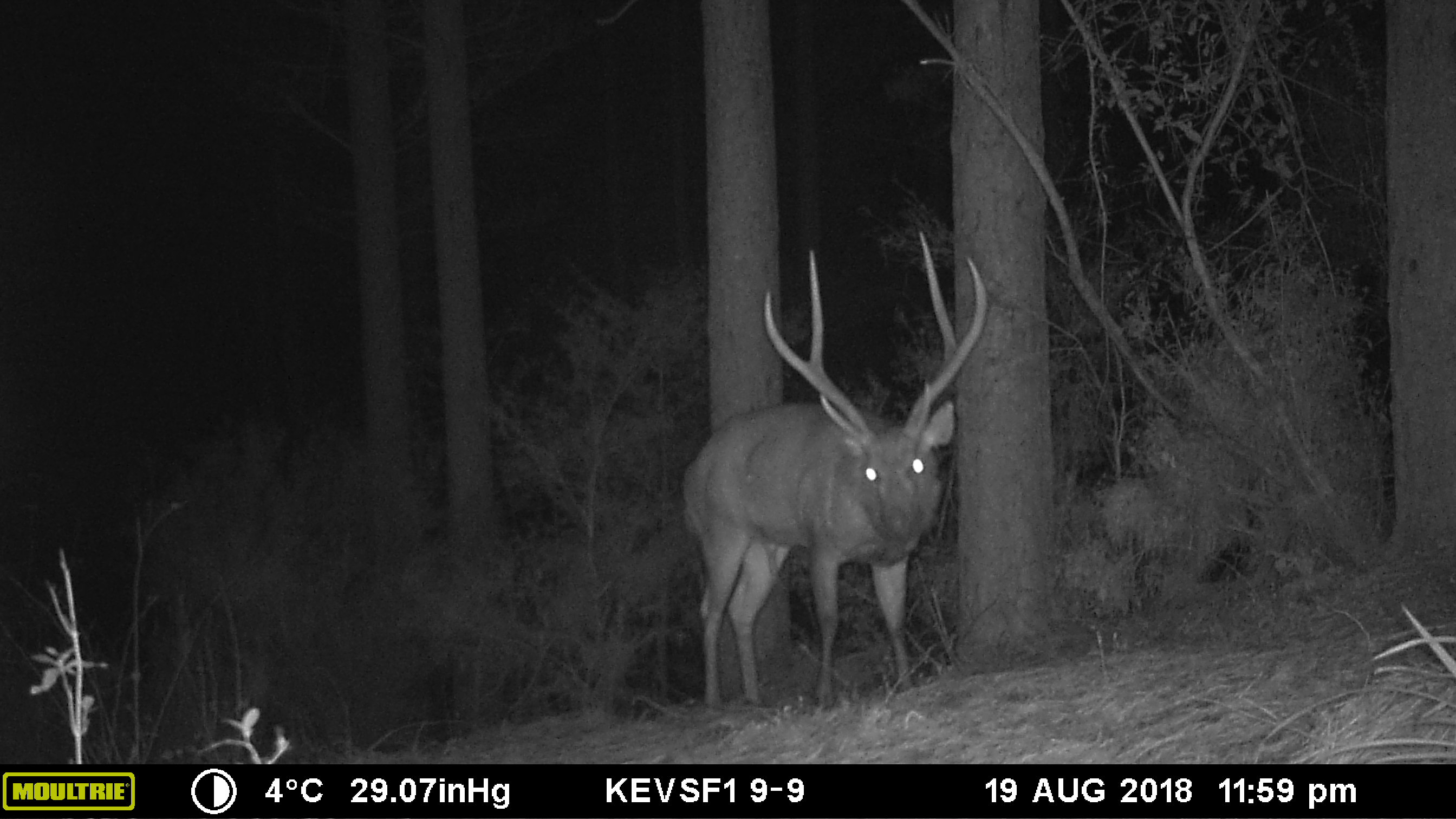 Name:  PD at Sambar Ridge Cam.JPG
Views: 233
Size:  441.1 KB