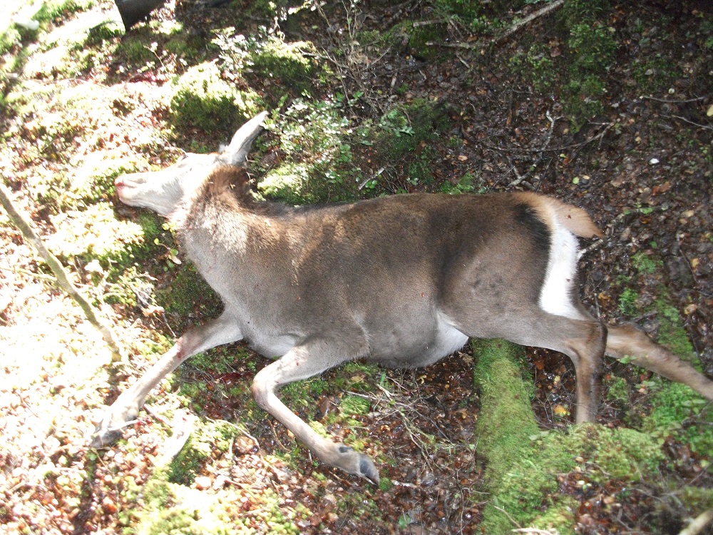 Name:  DSCF1028.JPG
Views: 546
Size:  532.3 KB