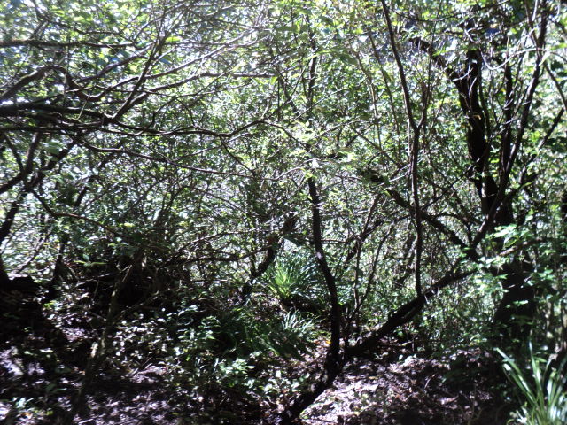 Name:  picture 01 3970.jpg
Views: 510
Size:  163.8 KB
