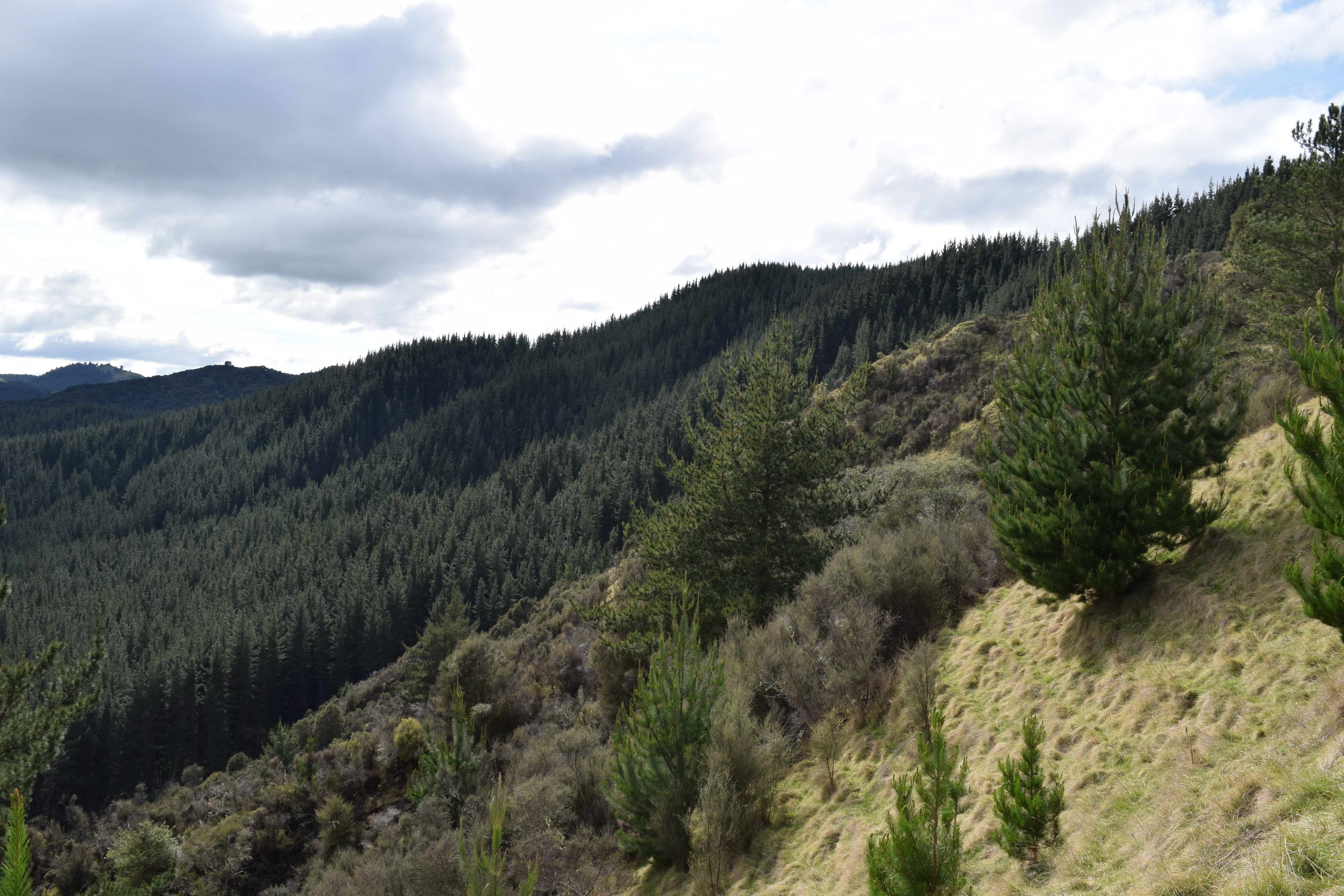 Name:  DSC_0023.JPG
Views: 751
Size:  7.30 MB