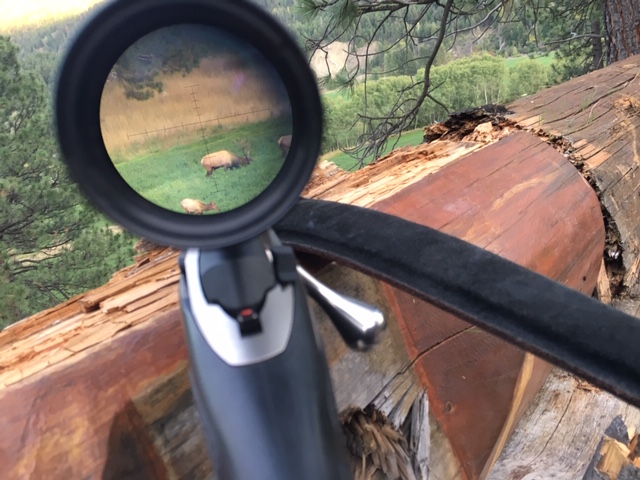 Name:  Bull at 9 Mile 2019.JPG
Views: 496
Size:  129.3 KB