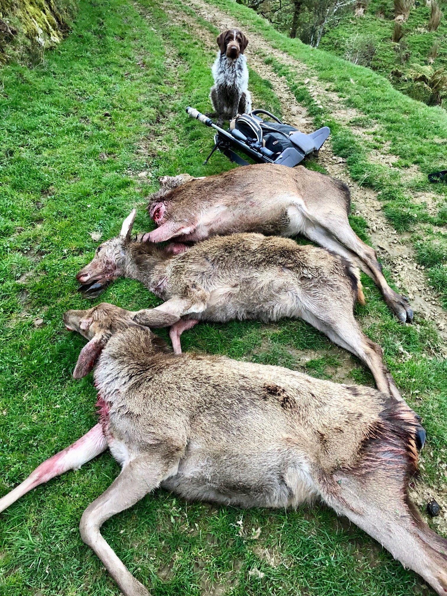 NZ Hunting and Shooting Forums