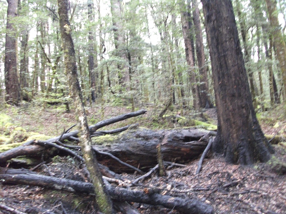 Name:  DSCF1033.JPG
Views: 556
Size:  453.2 KB
