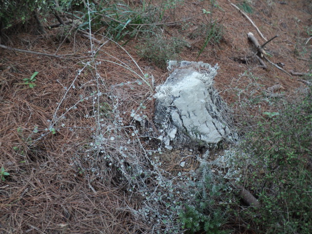 Name:  picture 01 4289.jpg
Views: 803
Size:  164.6 KB