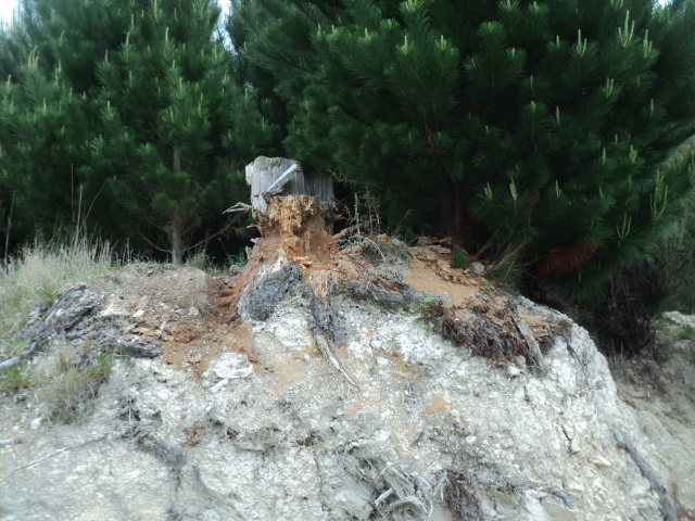 Name:  picture 01 4293.jpg
Views: 777
Size:  164.9 KB