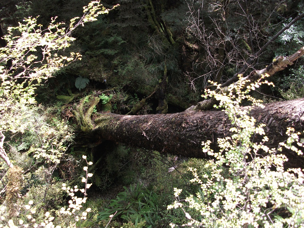 Name:  DSCF1040.JPG
Views: 336
Size:  607.0 KB