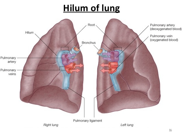 Name:  lungs-bp-segments-16-638.jpg
Views: 17664
Size:  59.8 KB