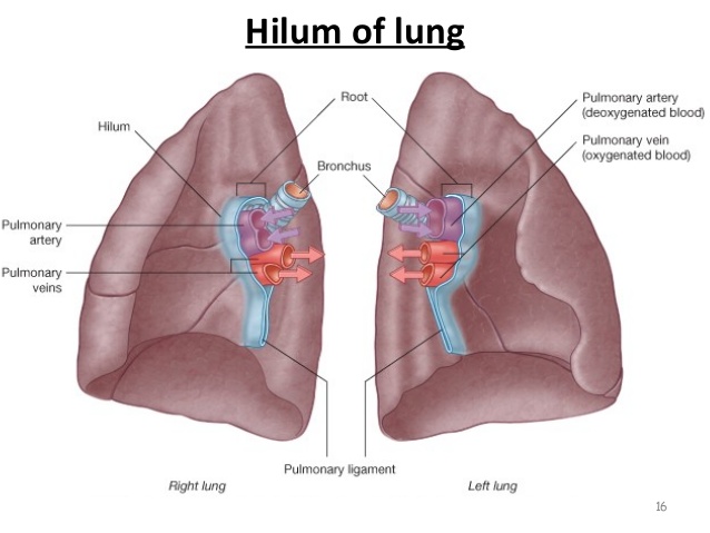 Name:  lungs-bp-segments-16-638.jpg
Views: 19601
Size:  59.8 KB
