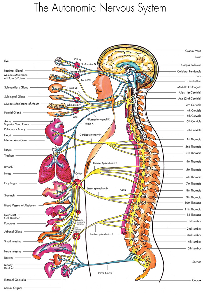 Name:  anatomy-nervous-system.jpg
Views: 1731
Size:  312.0 KB