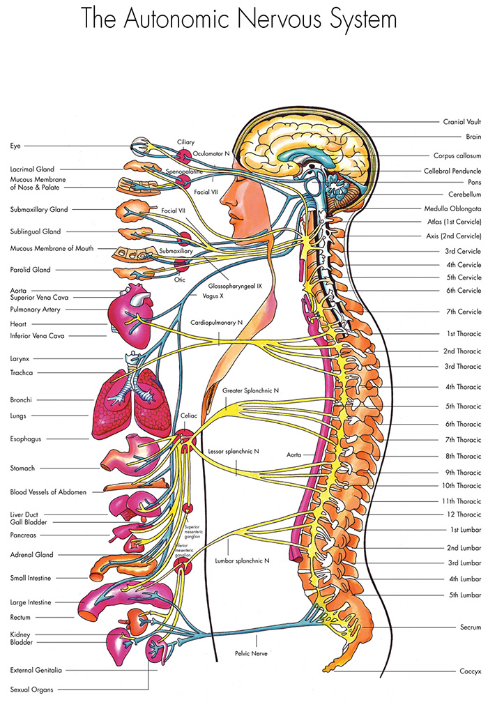 Name:  anatomy-nervous-system.jpg
Views: 1941
Size:  312.0 KB