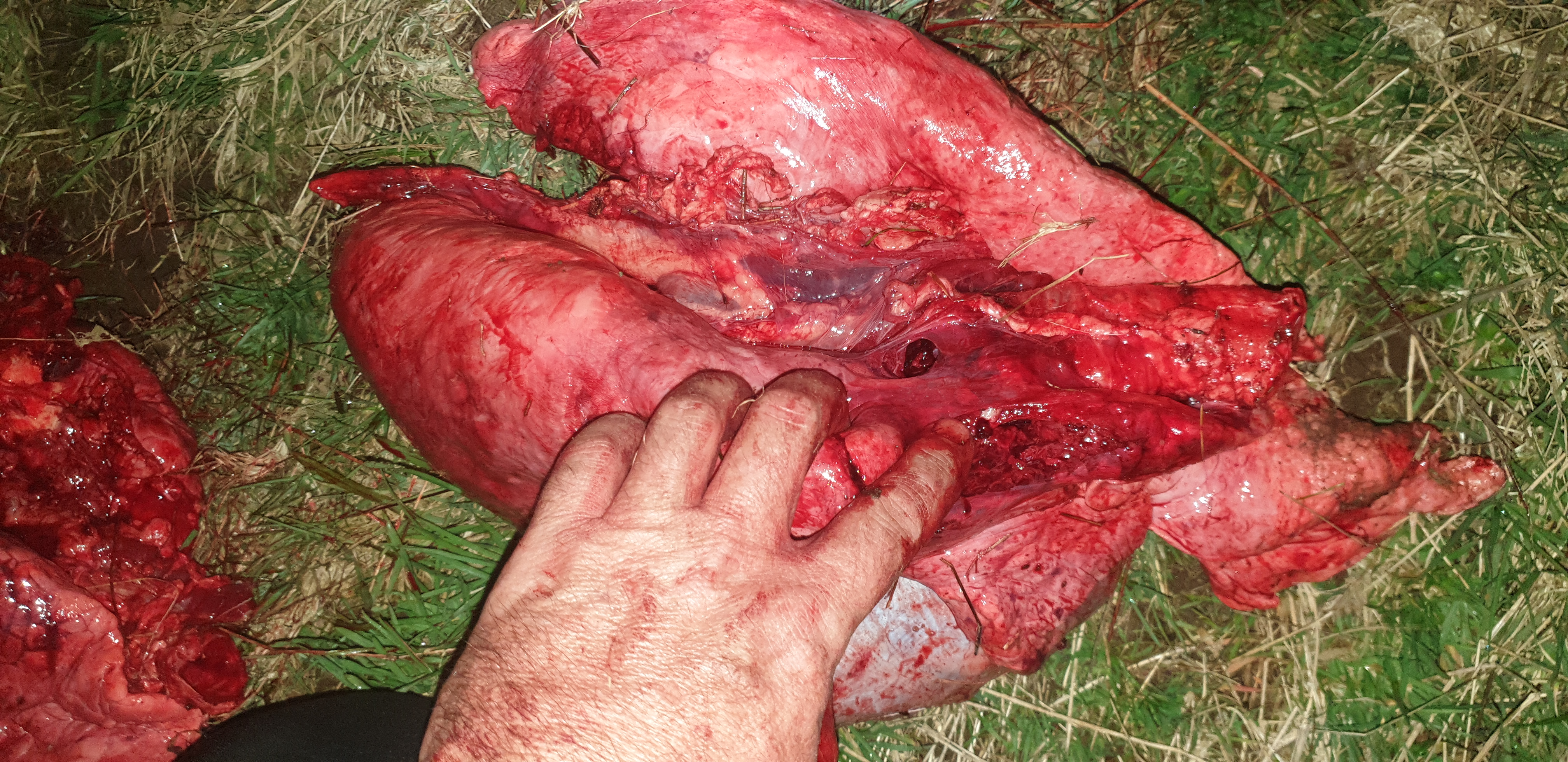Name:  4. Entry wound into arteries and autonomic plexis.jpg
Views: 2100
Size:  4.11 MB