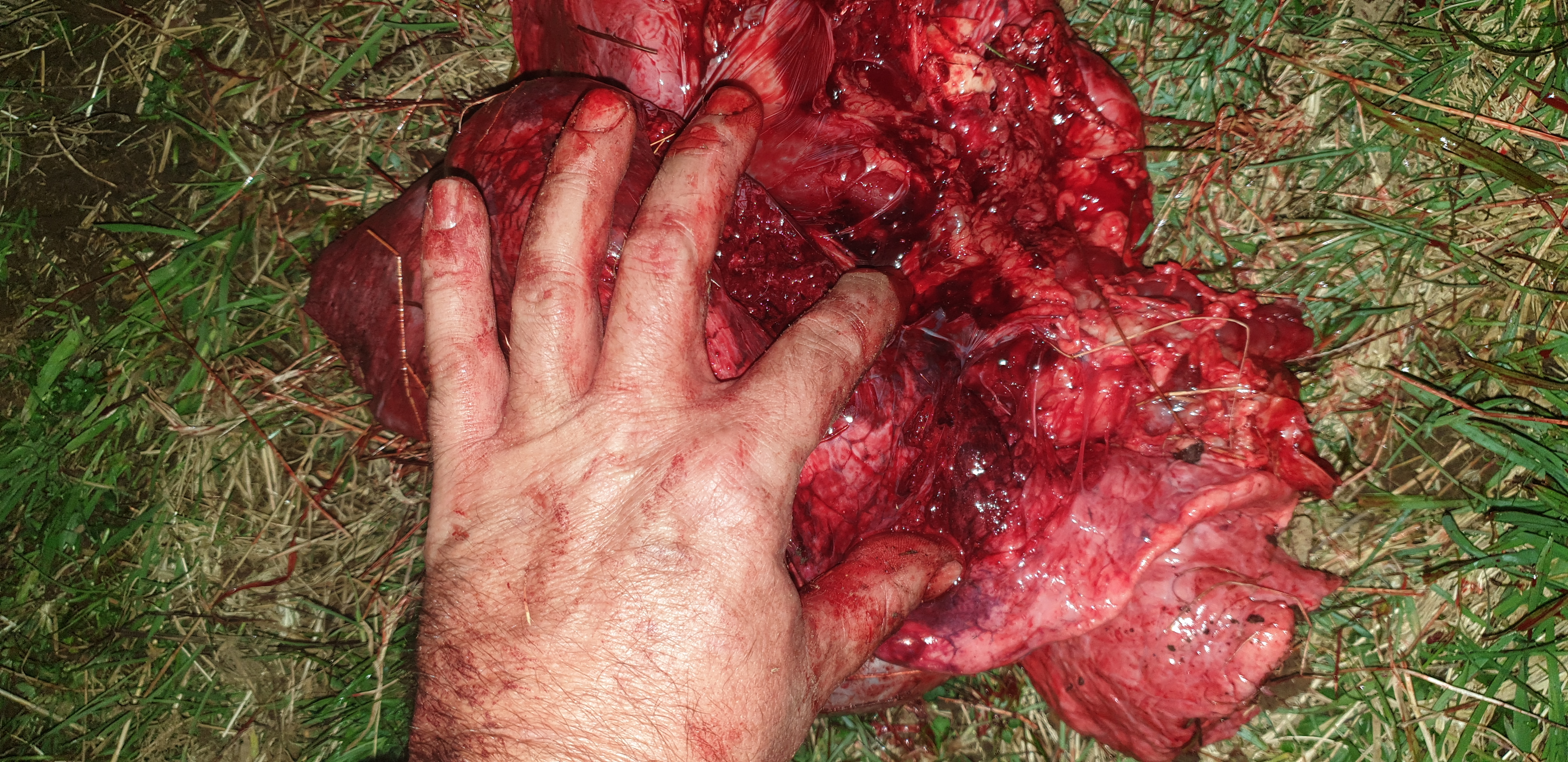 Name:  5. Underside of arteries and autonomic plexis.jpg
Views: 2263
Size:  4.17 MB