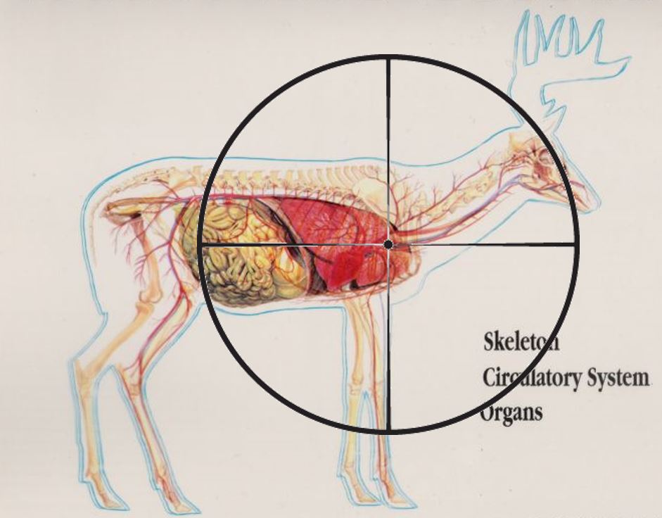 Name:  2. Autonomic plexus front line of foreleg.JPG
Views: 4057
Size:  73.0 KB