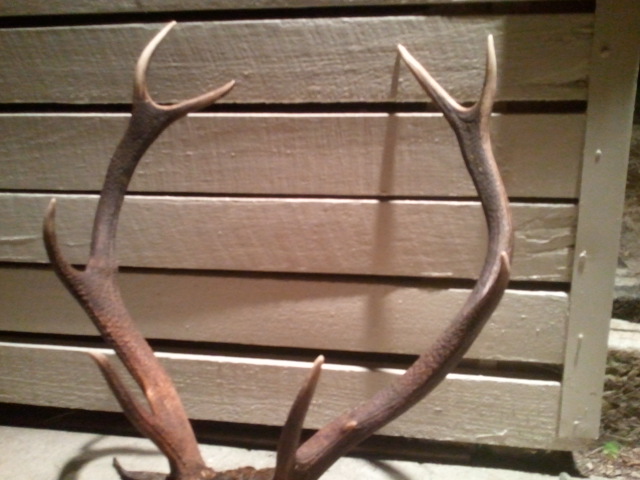 Name:  stag.jpg
Views: 236
Size:  97.2 KB