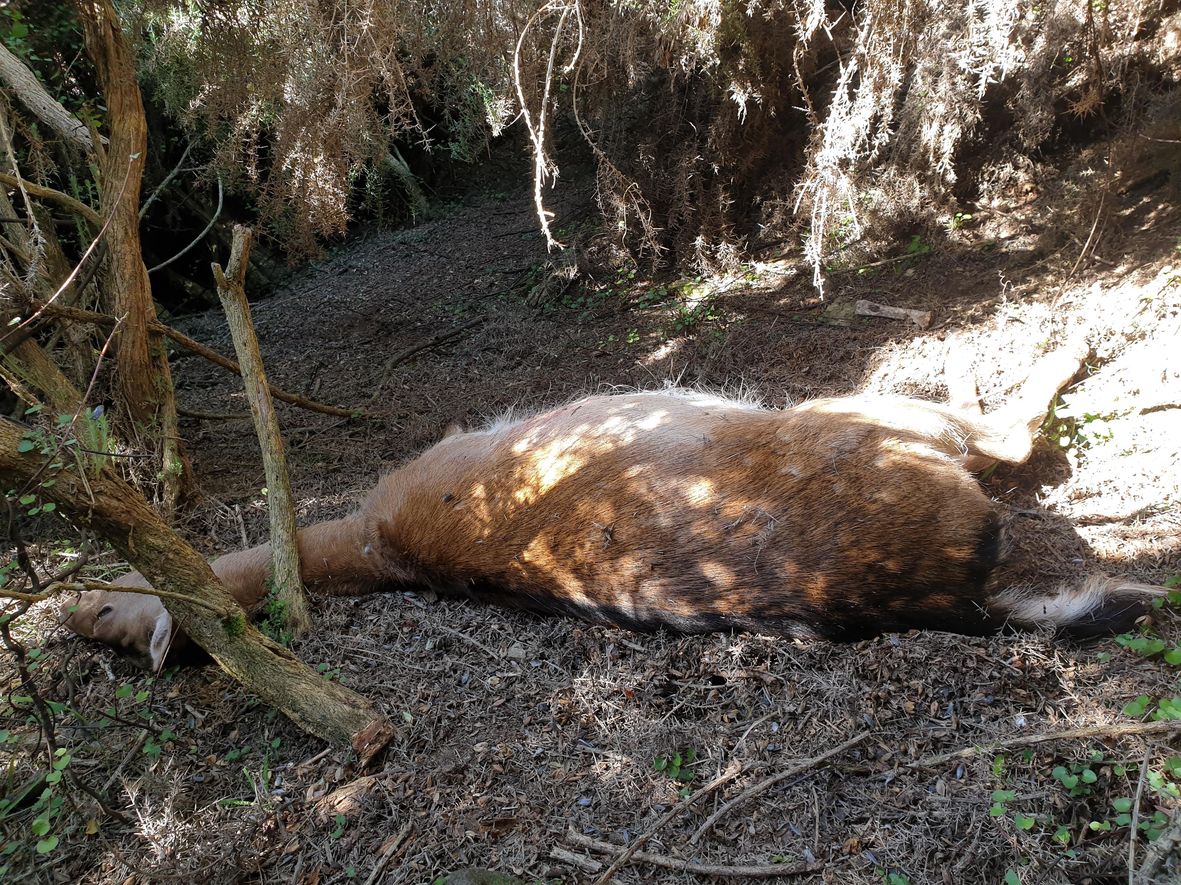 Name:  Fallow.jpg
Views: 552
Size:  3.88 MB