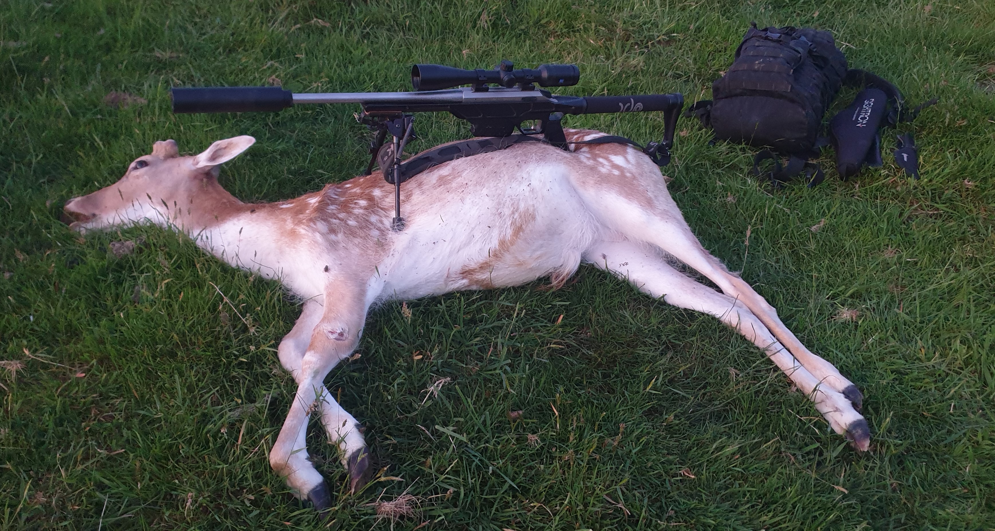 Name:  Fallow buck end photo.jpg
Views: 864
Size:  1.86 MB