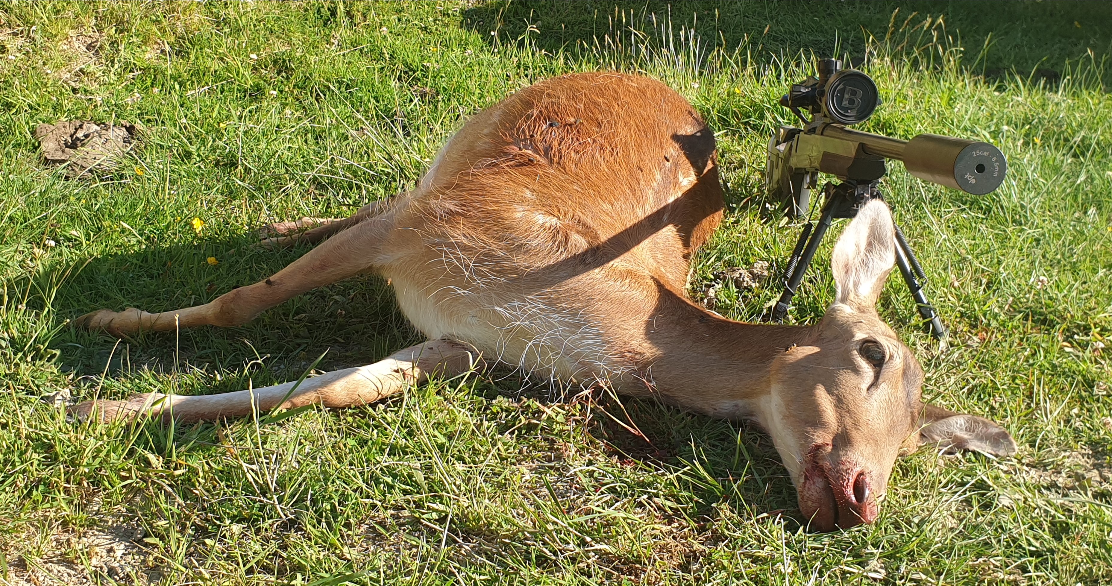 Name:  Fallow doe end photo.jpg
Views: 901
Size:  2.67 MB