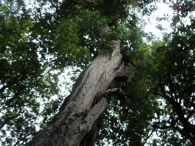 Name:  picture 01 4734.jpg
Views: 817
Size:  164.1 KB