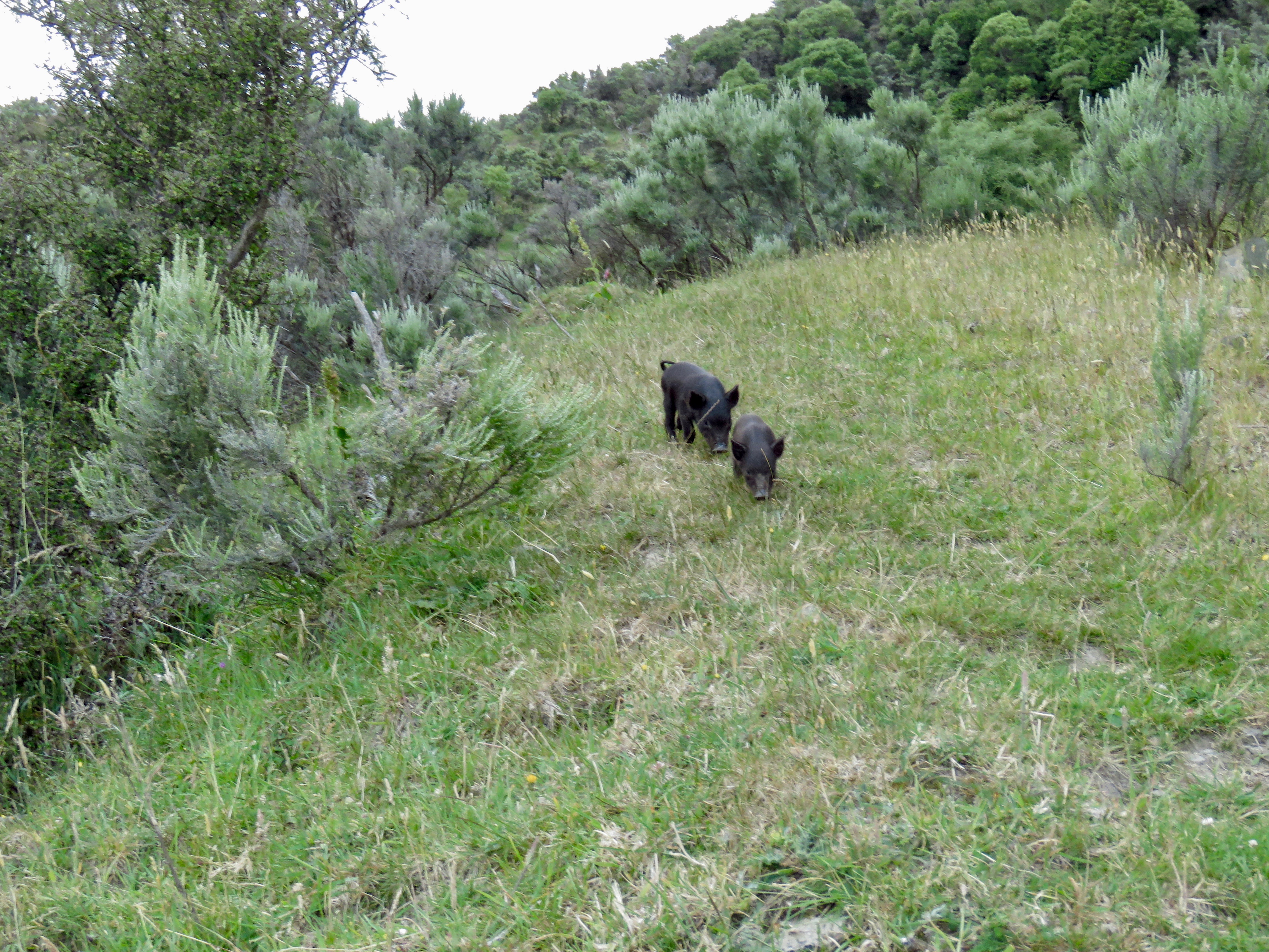 Name:  IMG_4428.jpeg
Views: 576
Size:  4.62 MB