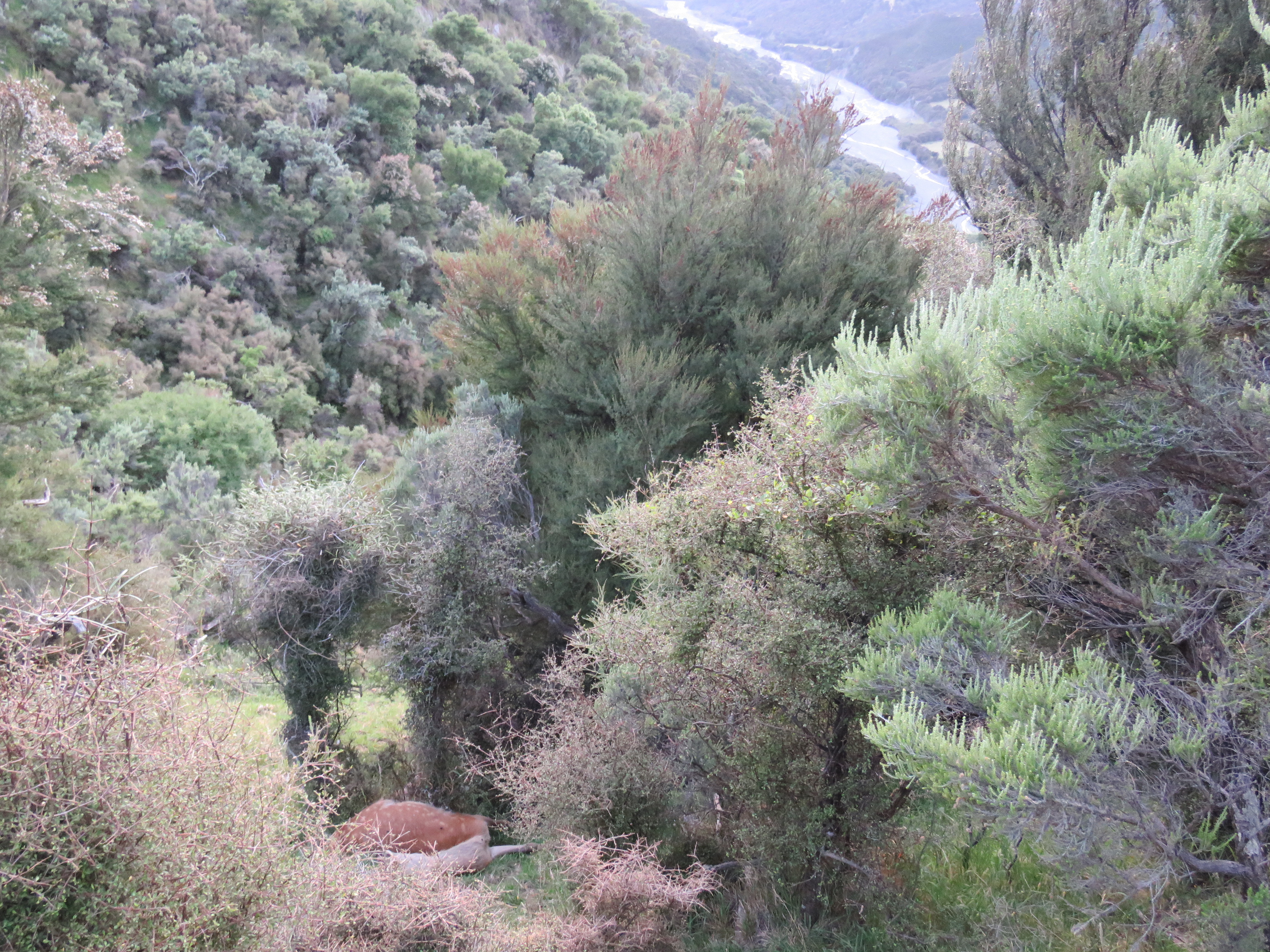 Name:  IMG_4439.jpg
Views: 518
Size:  6.16 MB