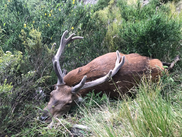 Name:  stag.jpg
Views: 864
Size:  197.1 KB