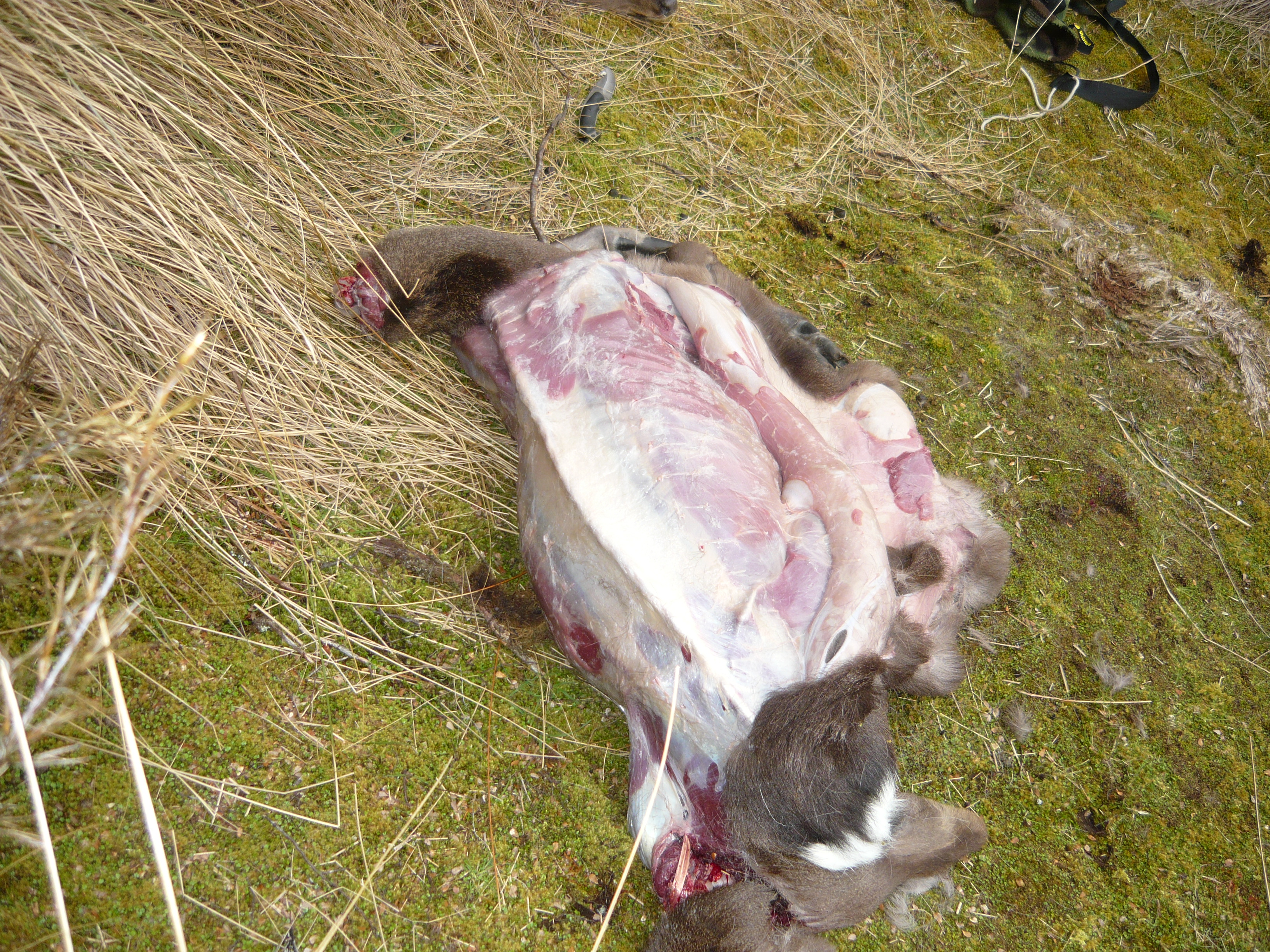 Name:  Pic showing poor condition of stag.JPG
Views: 452
Size:  3.68 MB