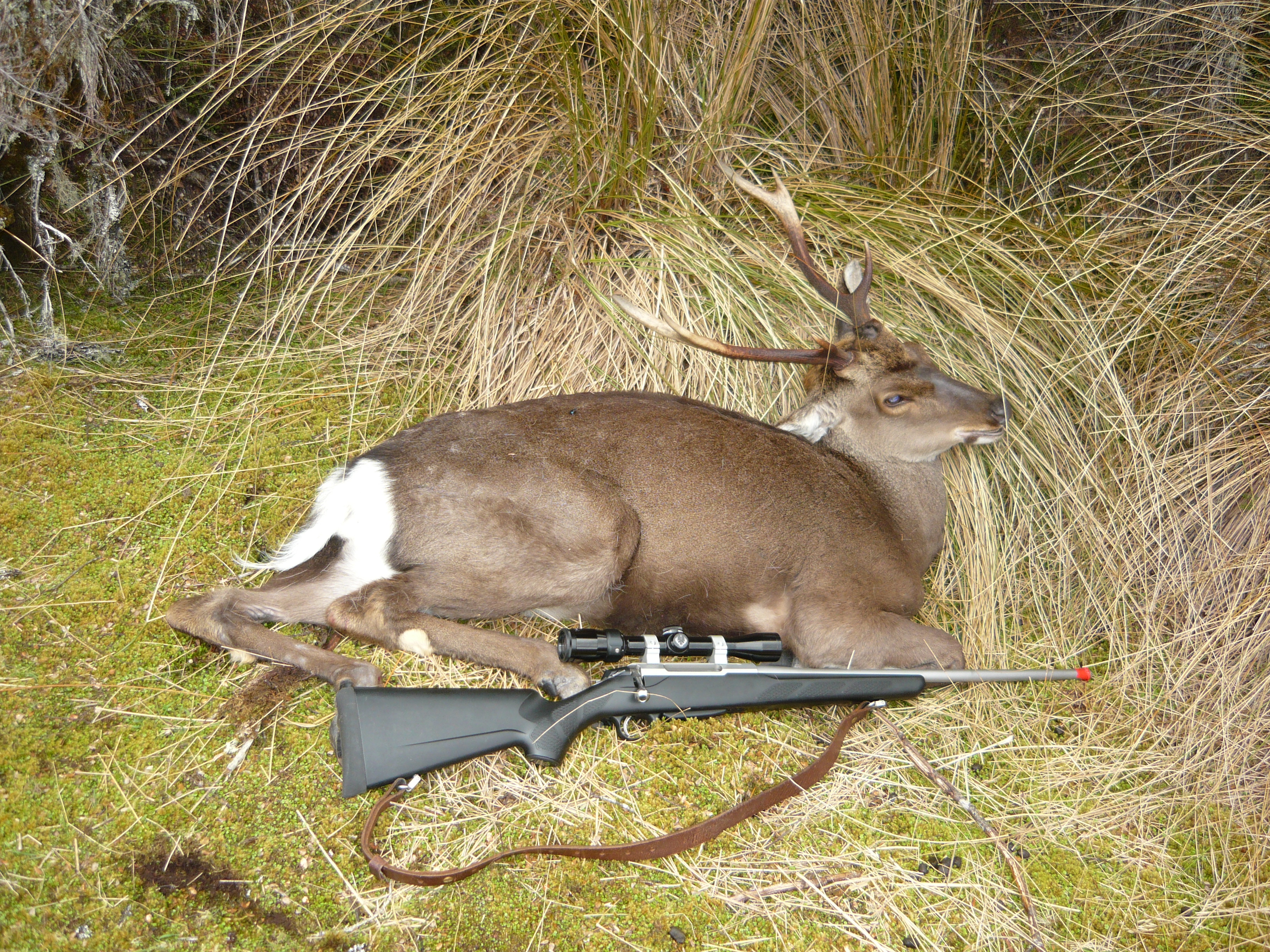 Name:  Tussock stag 2010.JPG
Views: 502
Size:  3.74 MB