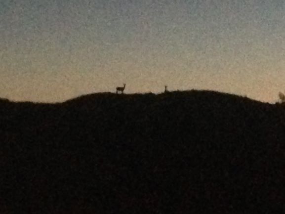 Name:  Night deer.JPG
Views: 443
Size:  23.0 KB