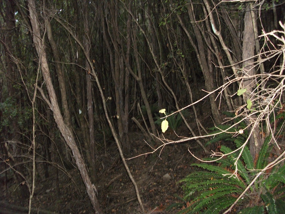 Name:  DSCF1076.JPG
Views: 539
Size:  454.7 KB
